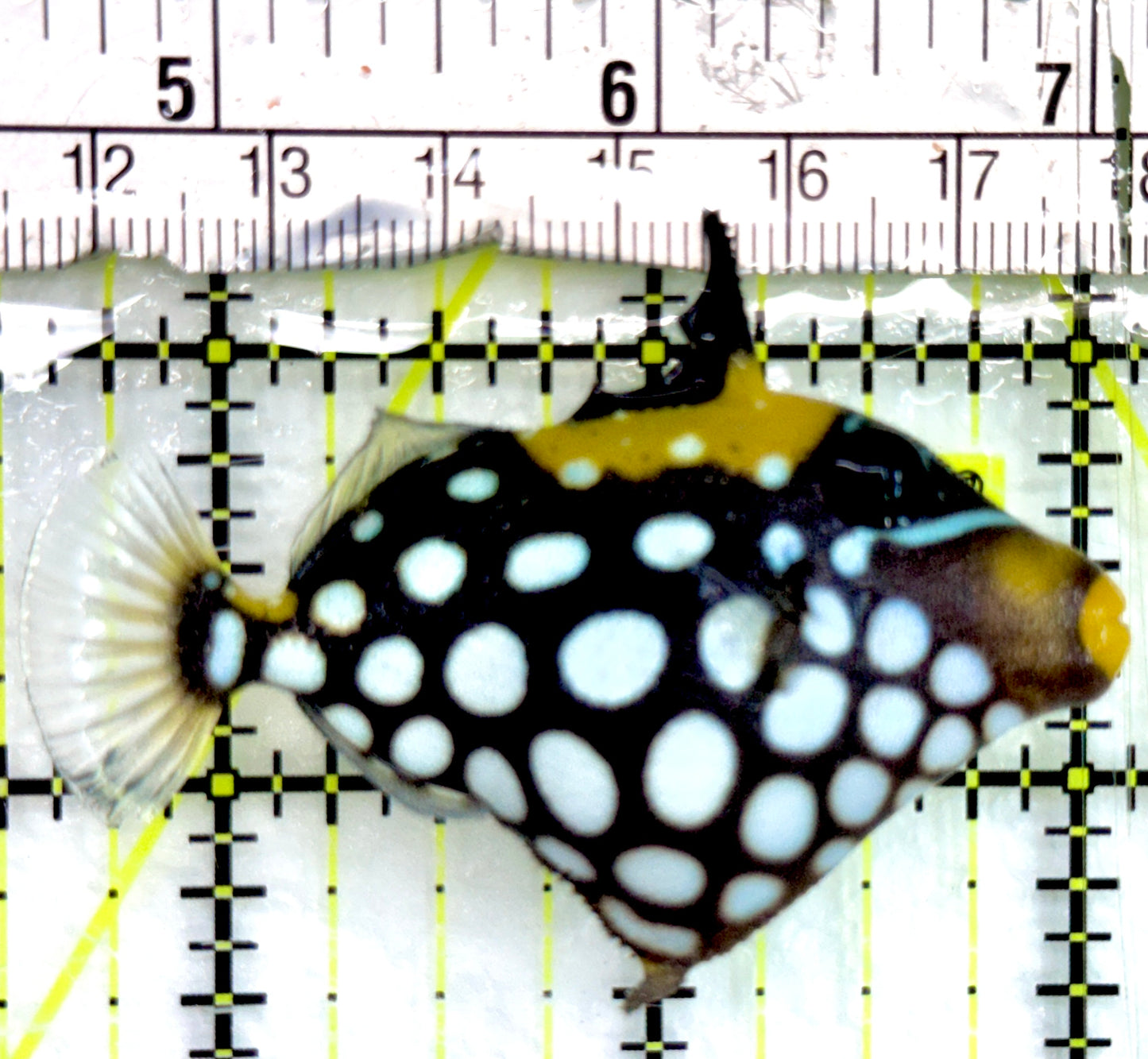 Clown Triggerfish CT082401 WYSIWYG Size: SM 2.5"