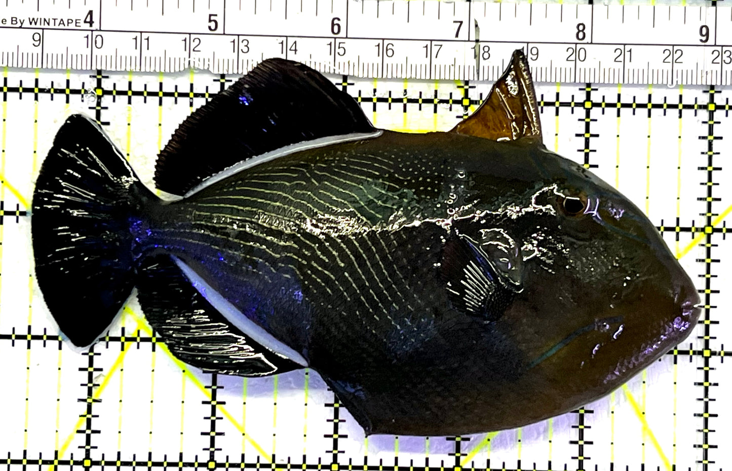 Black Triggerfish HBT062401 WYSIWYG Size: XL 5.5" approx