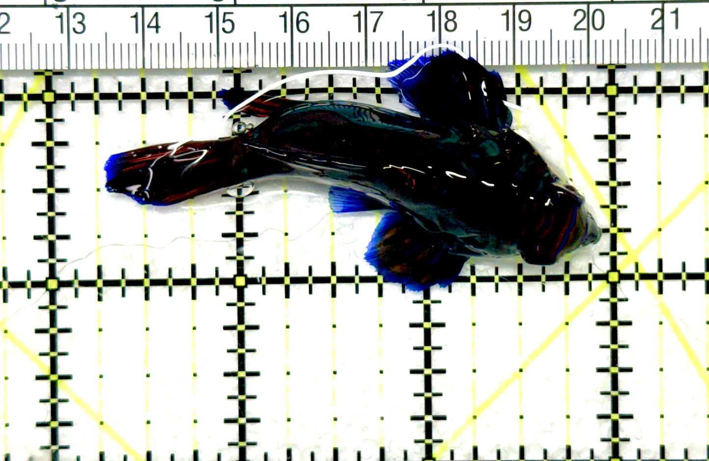 Green Mandarin Dragonet GMD081003 WYSIWYG Size: XXL 2.75"approx