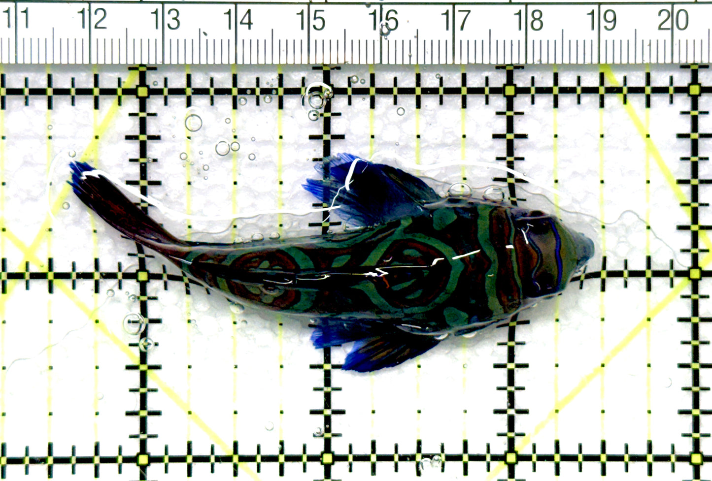 Green Mandarin Dragonet GMD081004 WYSIWYG Size: XXL 3"approx