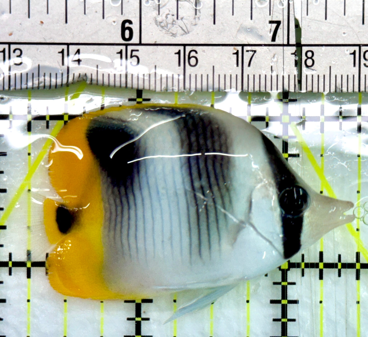 Blackwedged Butterflyfish BB082401 WYSIWYG Size: M 2.5"