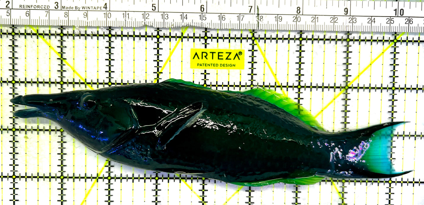 Green Bird Wrasse GBW062401 WYSIWYG Size: XXL/SHOW 8.5" approx