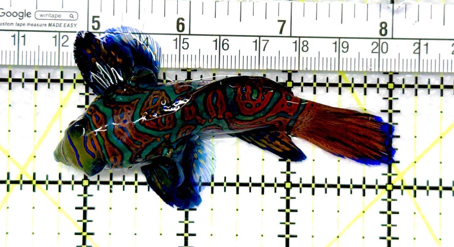 Green Mandarin Dragonet GMD081005 WYSIWYG Size: XXXL/SHOW 3.25" approx