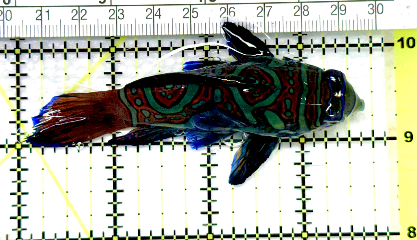 Green Mandarin Dragonet GMD081006 WYSIWYG Size: XXXL/SHOW 3.75" approx