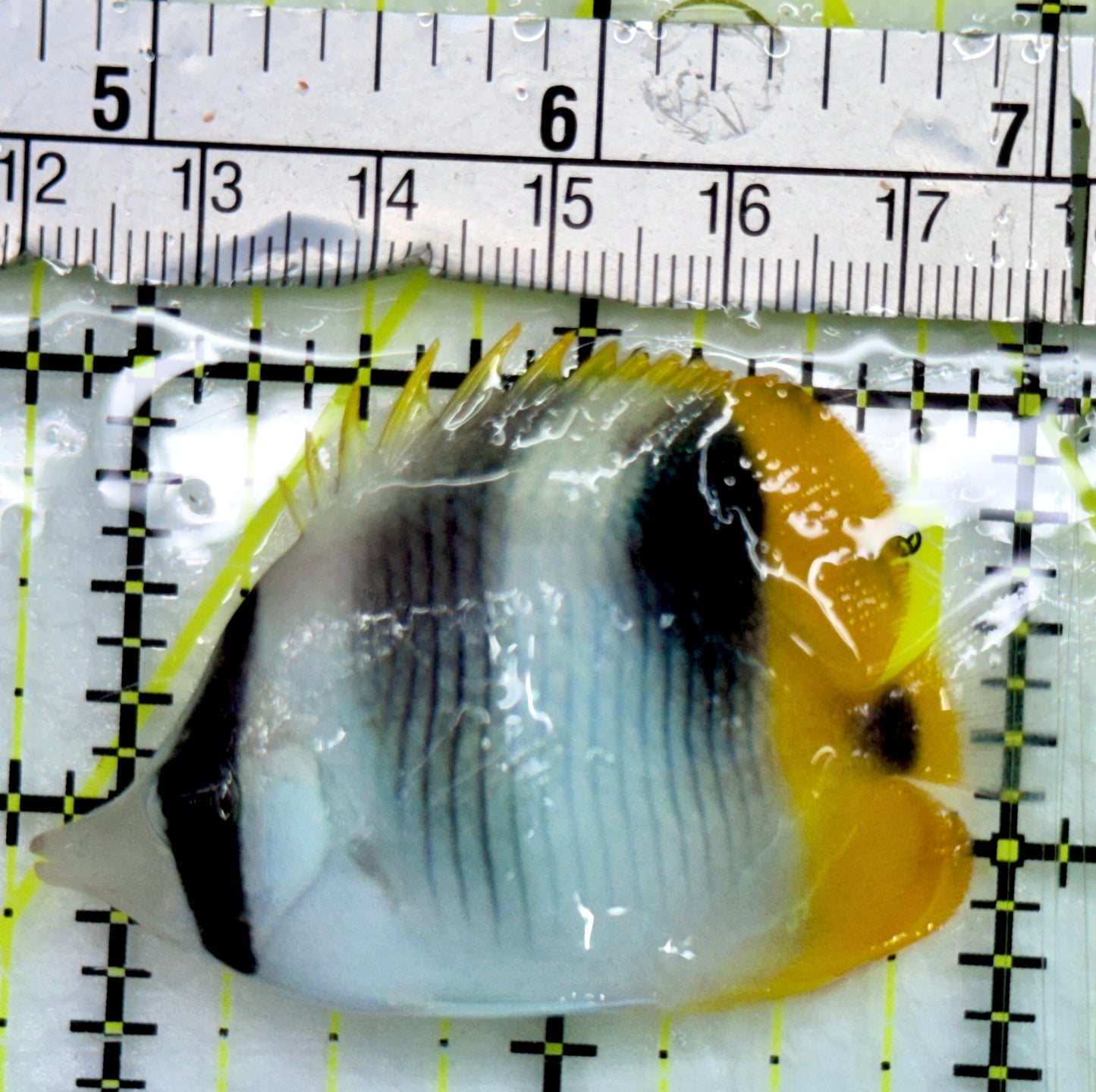 Blackwedged Butterflyfish BB082401 WYSIWYG Size: M 2.5"