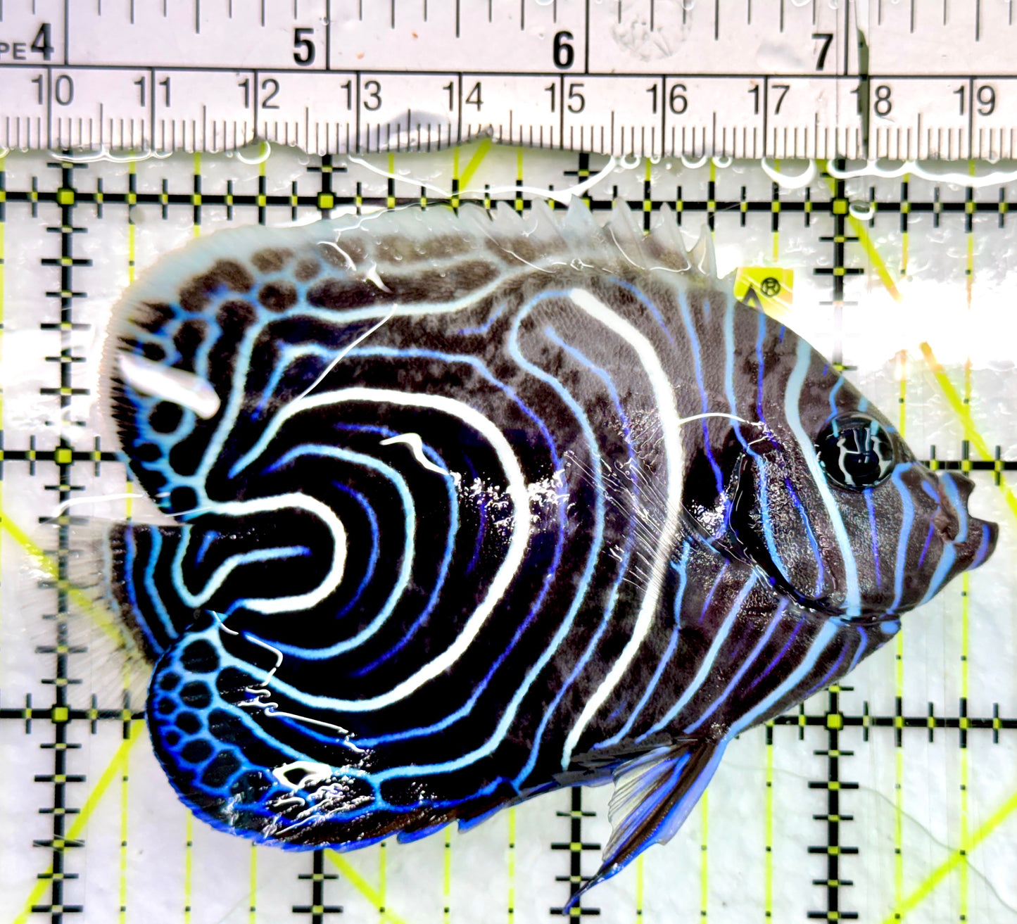 Emperor Angelfish Juvenile EAJ082401 WYSIWYG Size: L 3.75"
