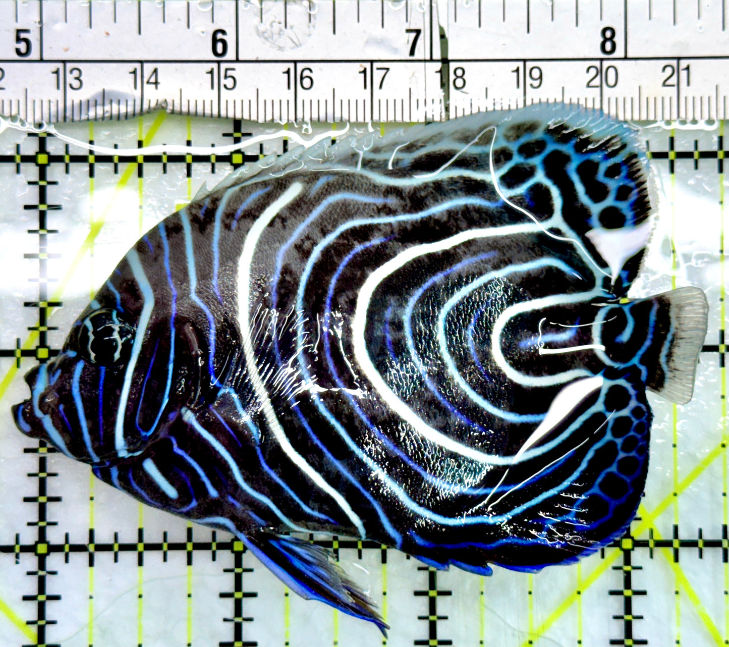 Emperor Angelfish Juvenile EAJ082401 WYSIWYG Size: L 3.75"