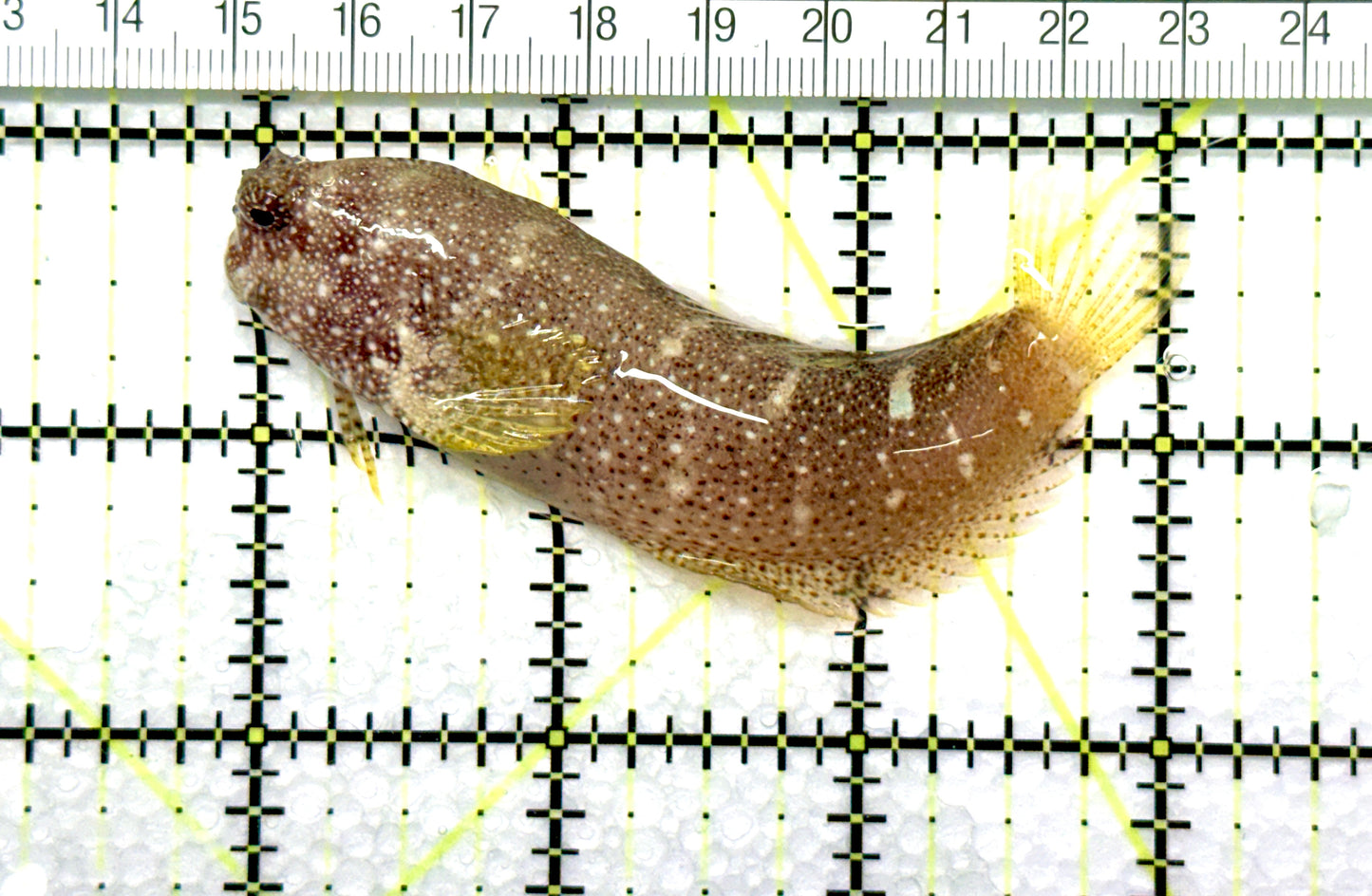 Starry Blenny SB081003 WYSIWYG Size: L 3"approx