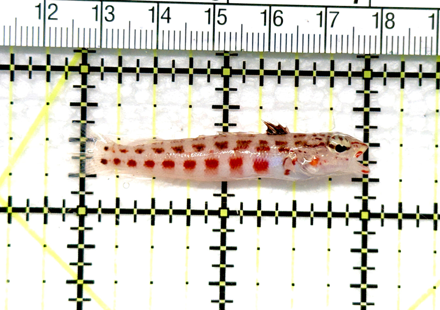 Sandhopper Blenny SB081001 WYSIWYG Size: 2" approx