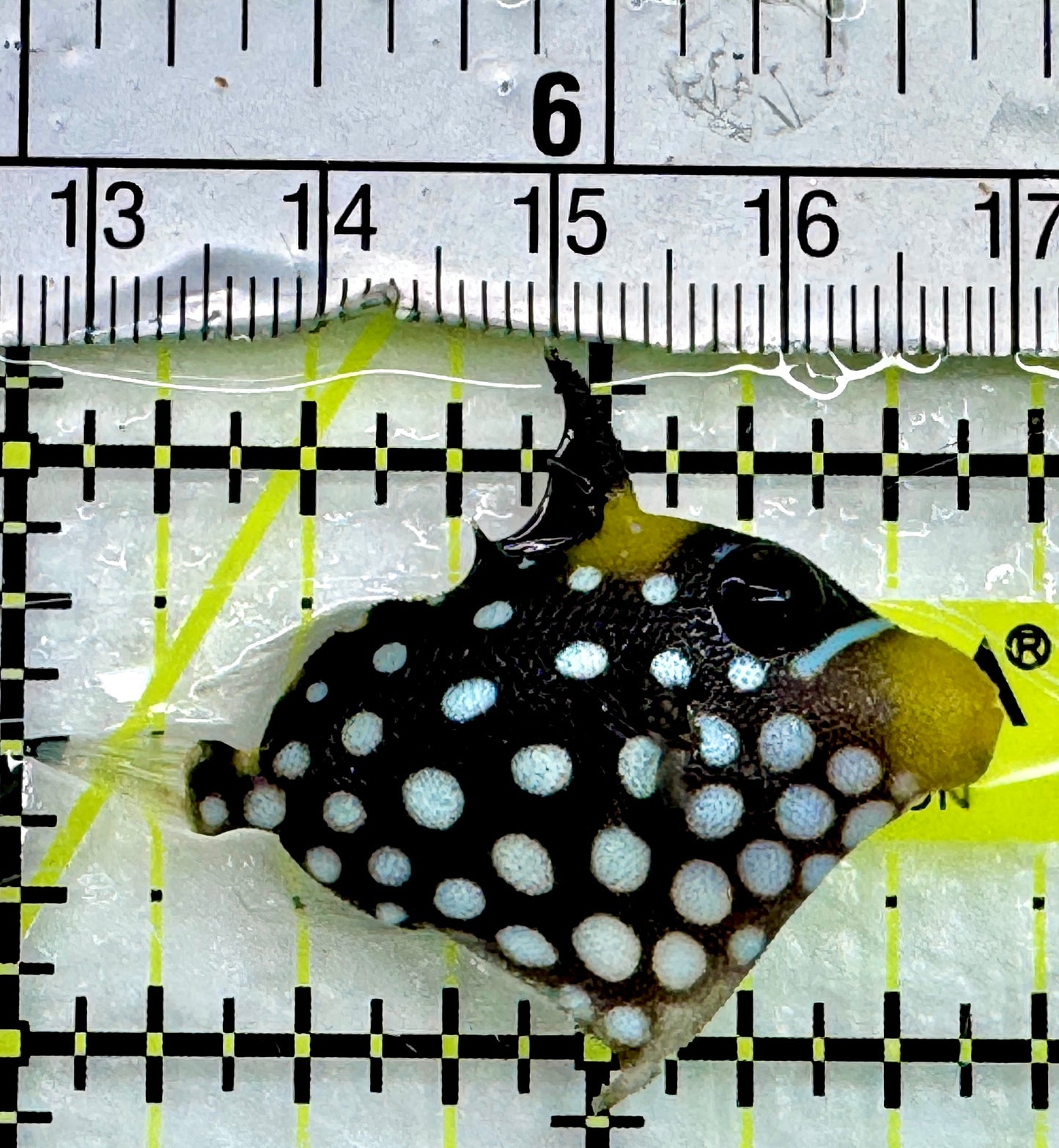 Clown Triggerfish CT082402 WYSIWYG Size: S 1.75"