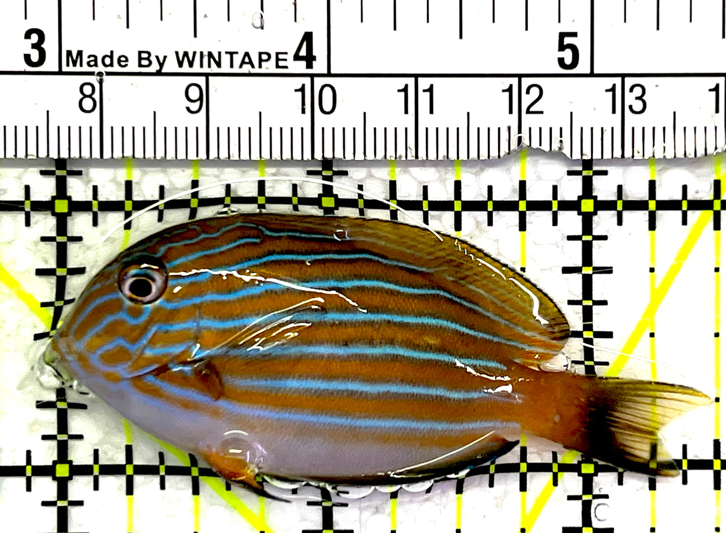 Clown Tang CT062501 WYSIWYG Size: S 2.5" approx