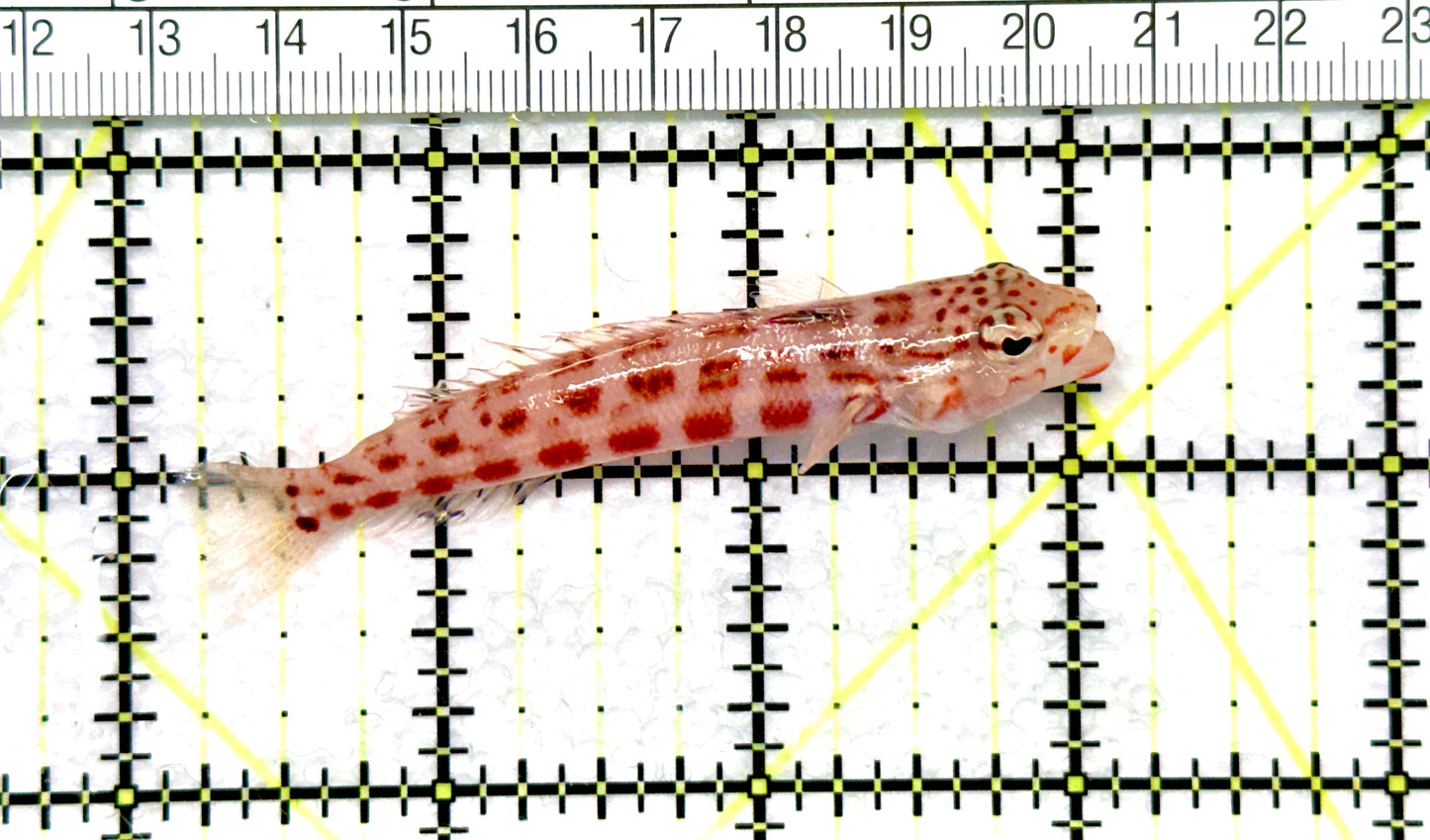Sandhopper Blenny SB081003 WYSIWYG Size: 3" approx