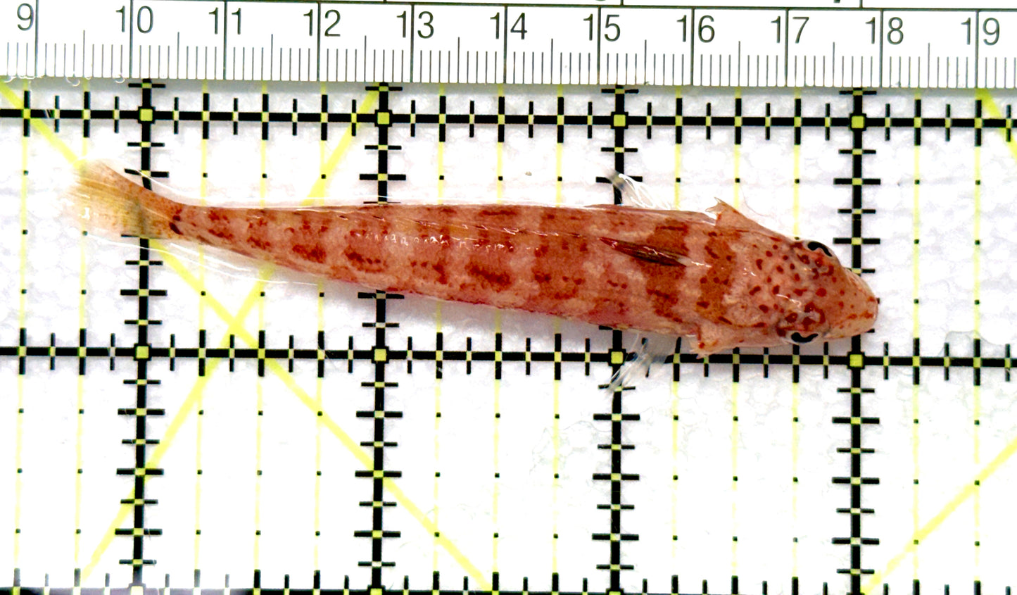 Sandhopper Blenny SB081004 WYSIWYG Size: 3.25" approx