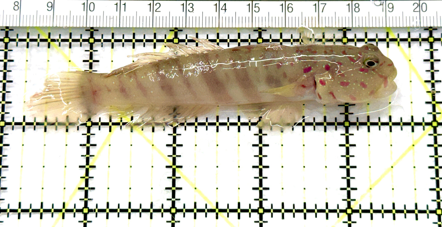 Pink Spotted Watchman Goby PSWG081001 WYSIWYG Size: XL 4.25" approx
