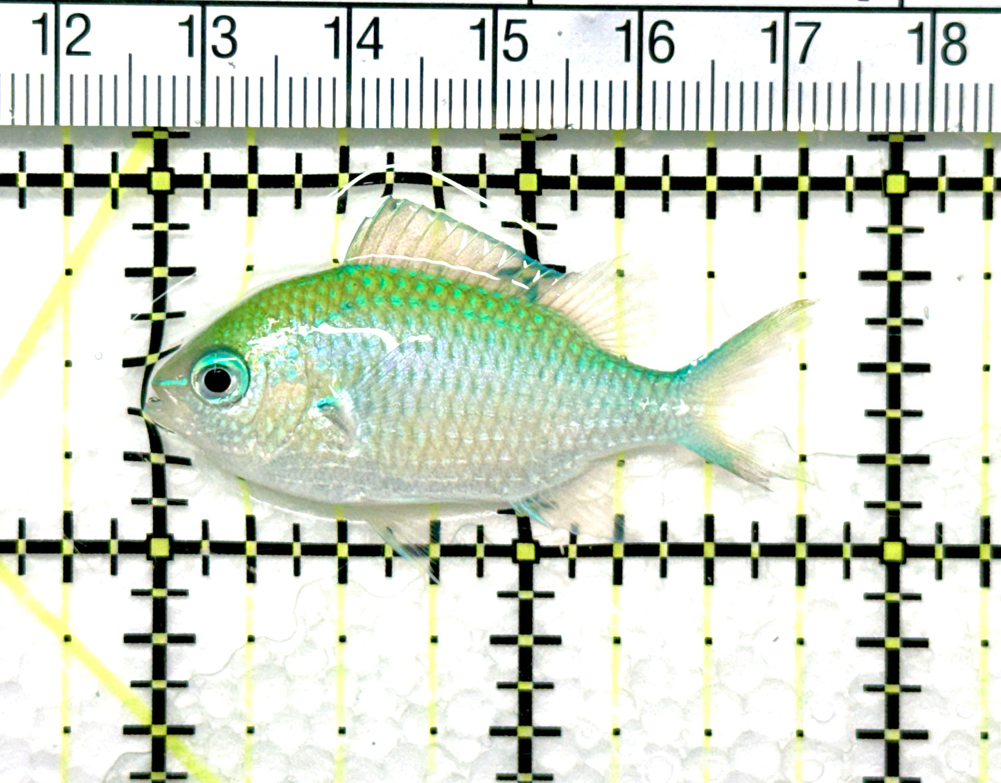 Green Chromis Fish GCF081001 WYSIWYG Size: S 1.75"approx
