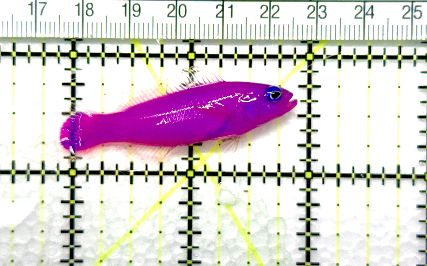 Strawberry Dottyback SD081001 WYSIWYG Size: 2" approx