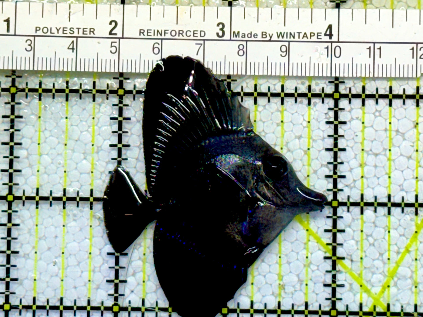 Black Tang Size: S 2" to 3"