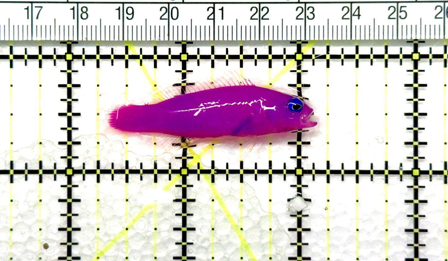 Strawberry Dottyback SD081002 WYSIWYG Size: 1.75" approx