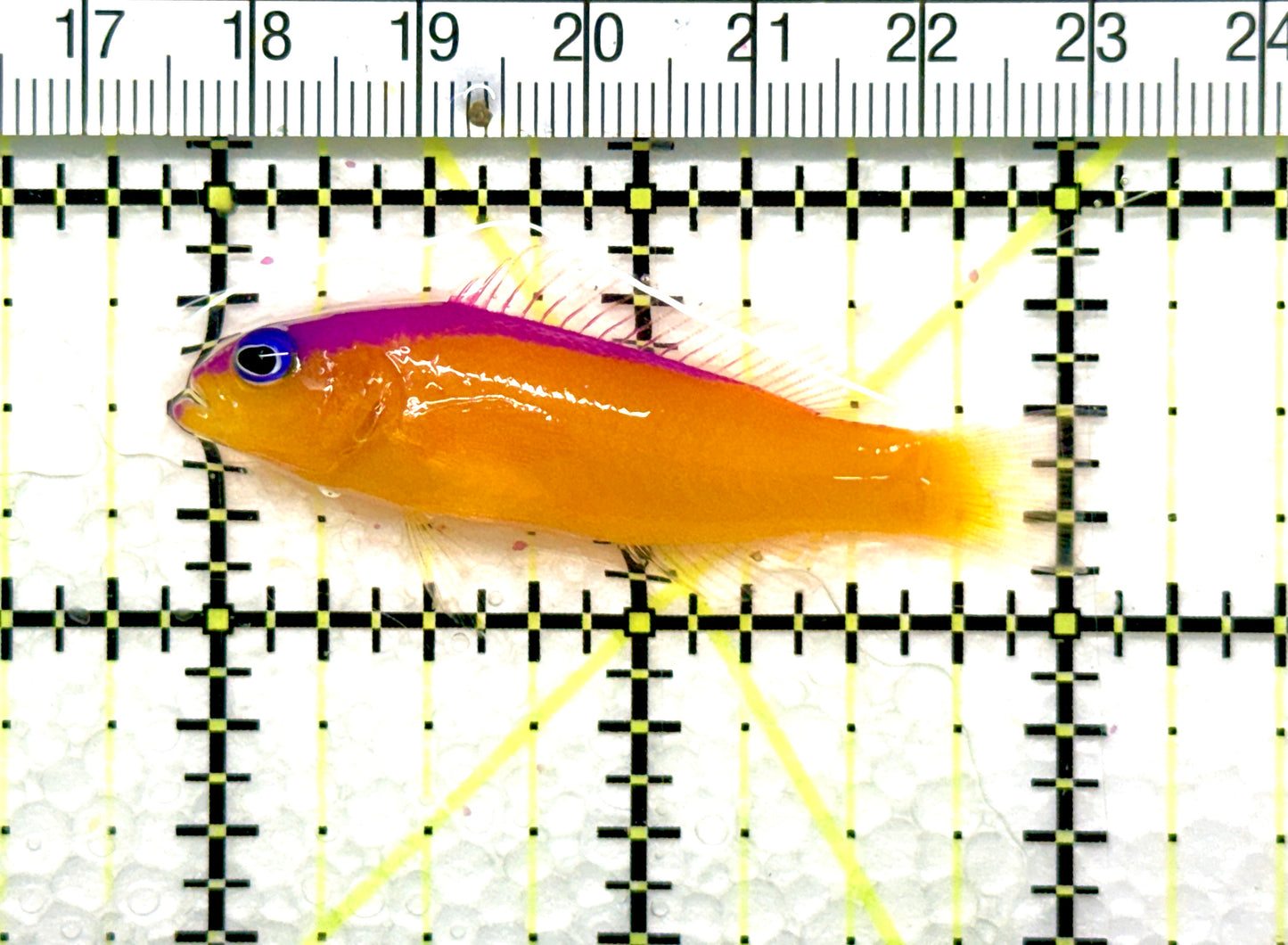 Diadem Dottyback DD081002 WYSIWYG Size:2" approx