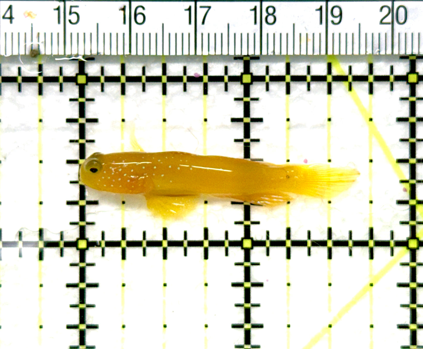 Yellow Watchman Goby YWG081001 WYSIWYG Size: L 1.75" approx