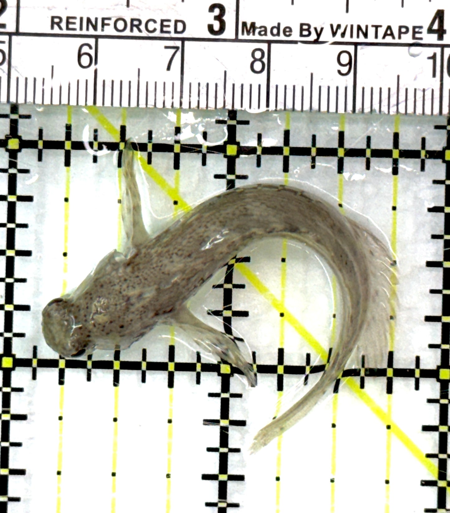 Lawnmower Blenny LB082801 WYSIWYG Size: M 2.5" approx