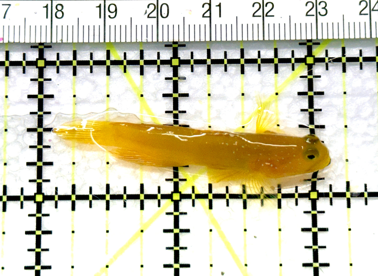 Yellow Watchman Goby YWG081003 WYSIWYG Size: L 2" approx
