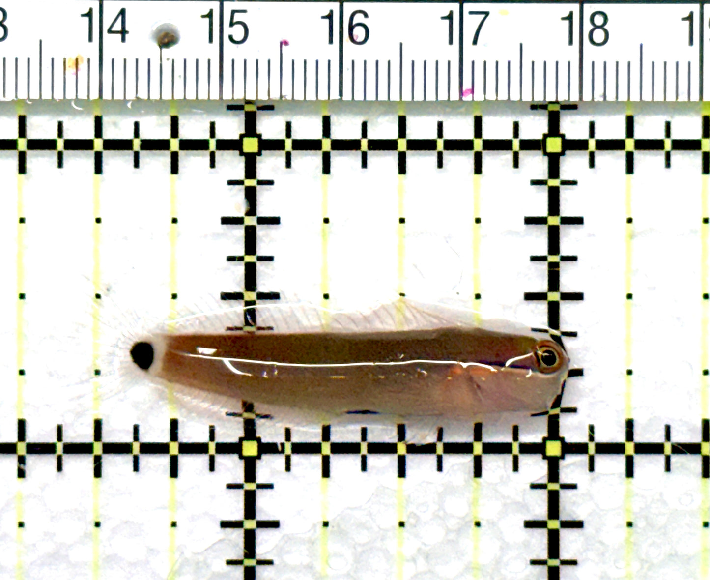 Tailspot Blenny TB081001 WYSIWYG Size:1.5" approx
