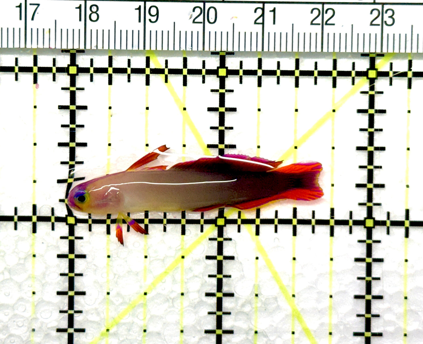 Purple Firefish Goby PFG081001 WYSIWYG Size: 1.75" approx