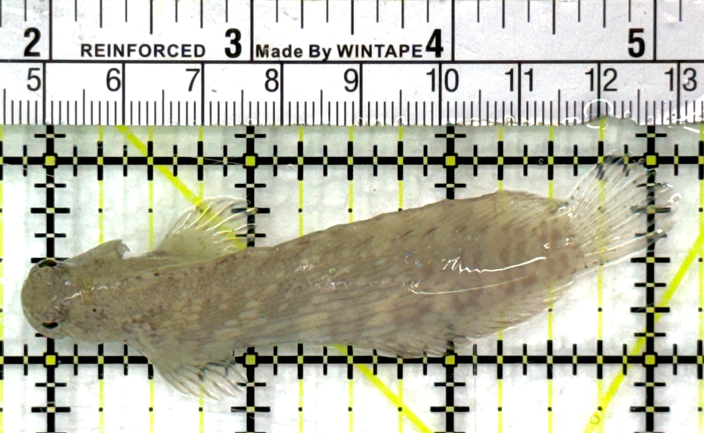 Lawnmower Blenny LB082802 WYSIWYG Size: L 3.25" approx