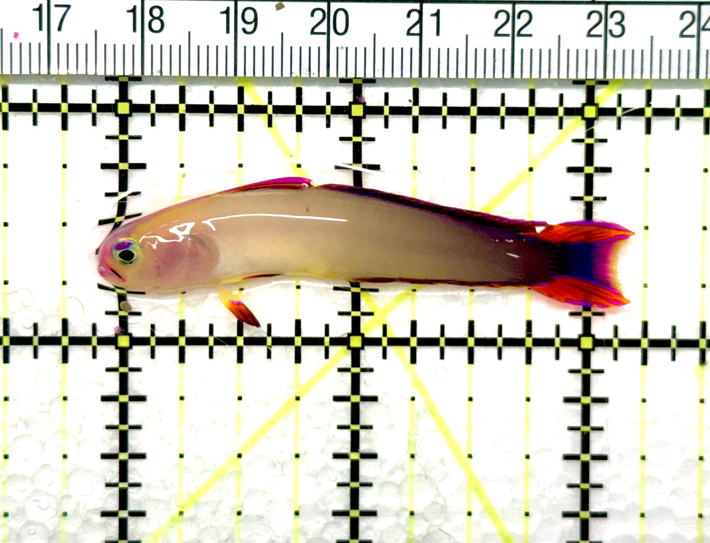 Purple Firefish Goby PFG081003 WYSIWYG Size: 2.25" approx