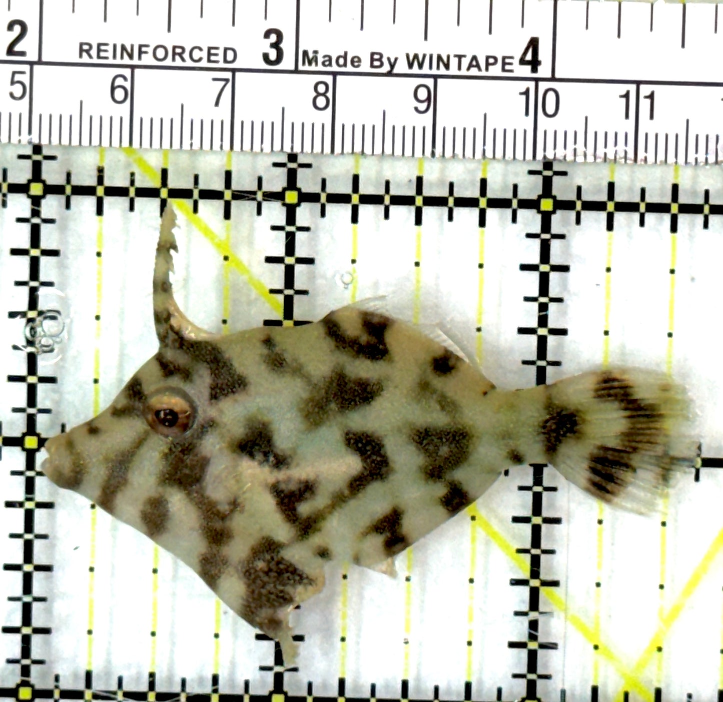 Aiptasia Eating Filefish AEF082901 WYSIWYG Size: M 2.5" approx