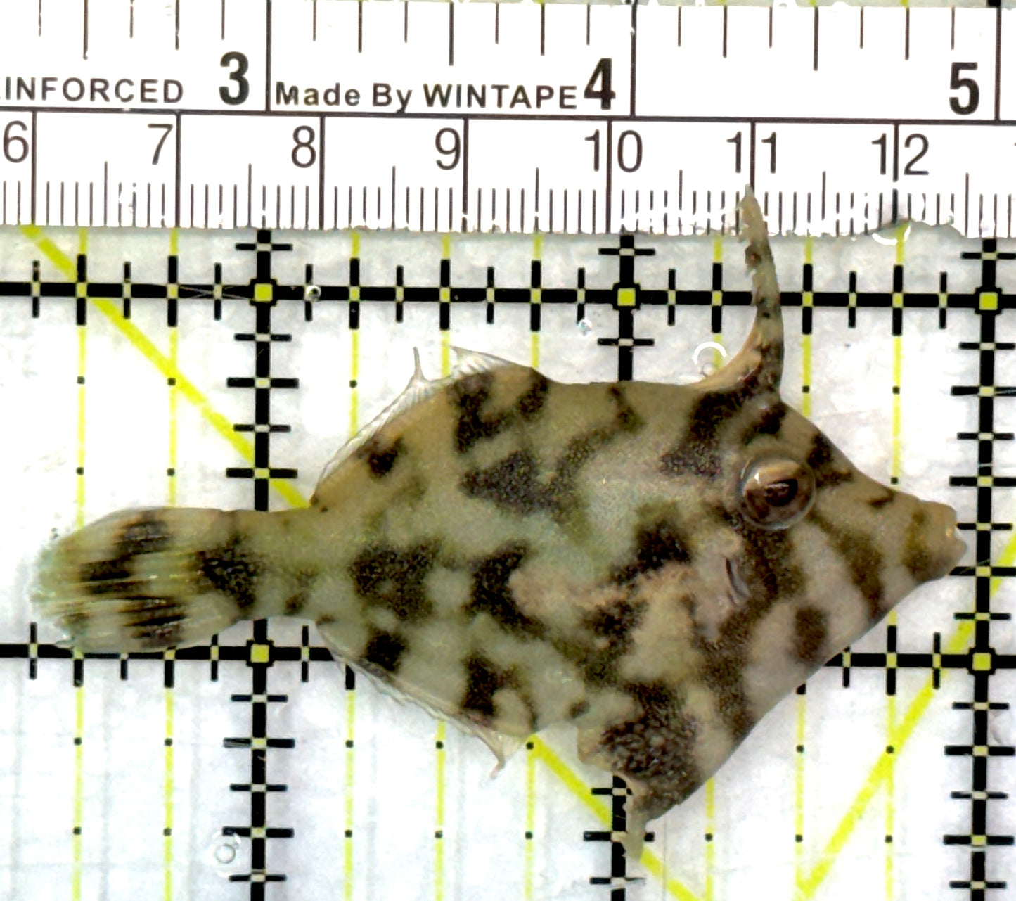 Aiptasia Eating Filefish AEF082901 WYSIWYG Size: M 2.5" approx