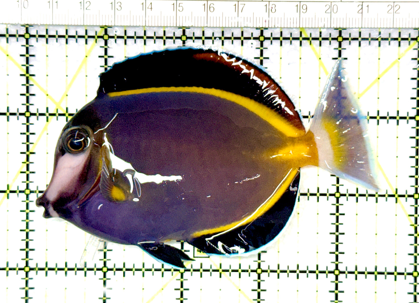 Powder Brown Tang PBT081003 WYSIWYG Size: XL 4.5"approx