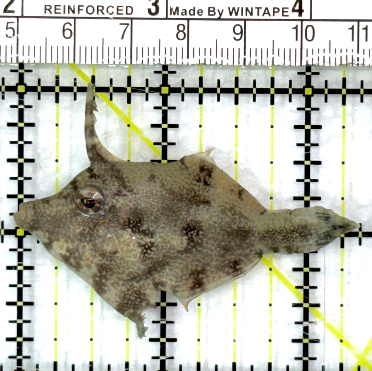 Aiptasia Eating Filefish AEF082903 WYSIWYG Size: M 2.5" approx