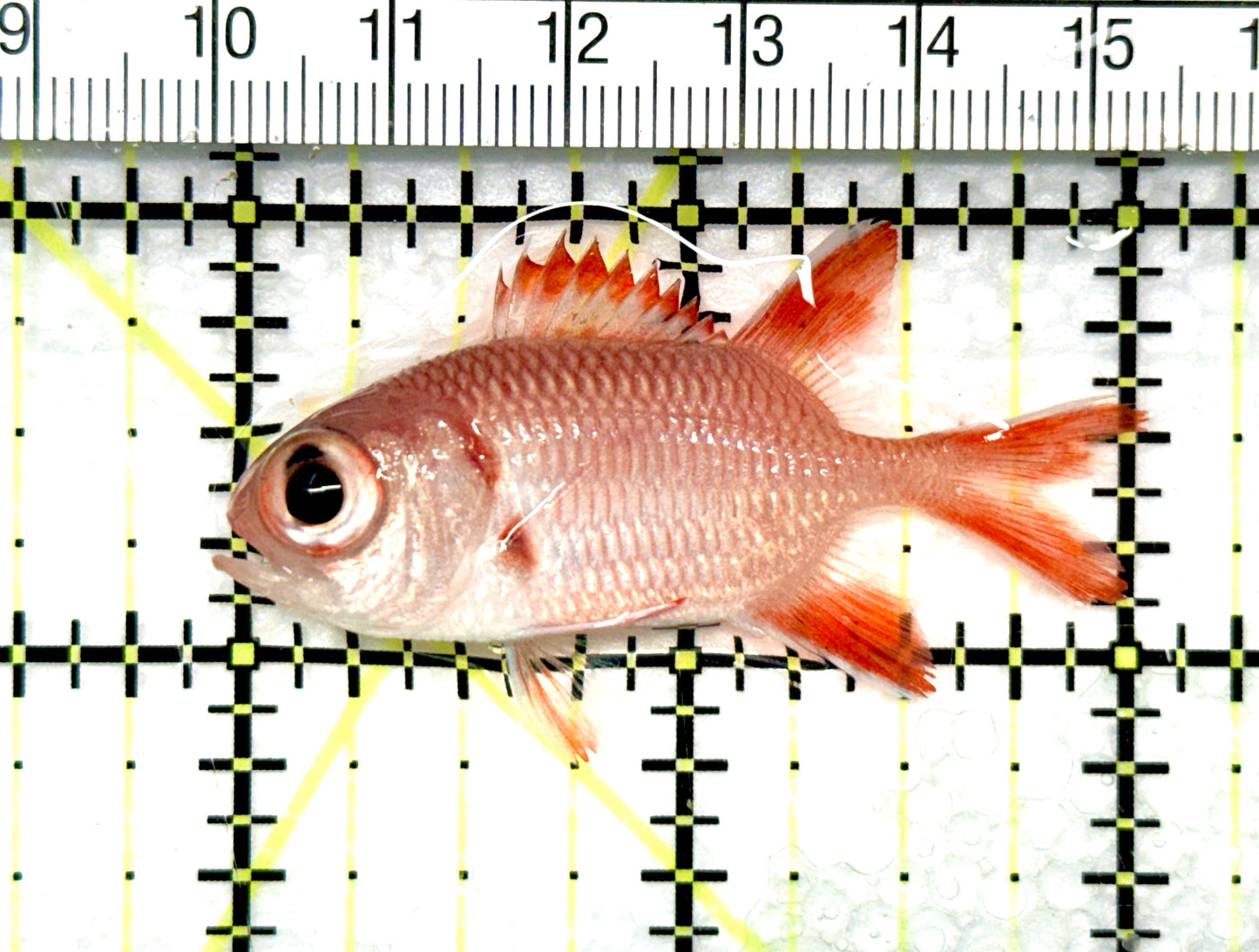 Red Soldier Fish RSF081002 WYSIWYG Size: S 2" approx