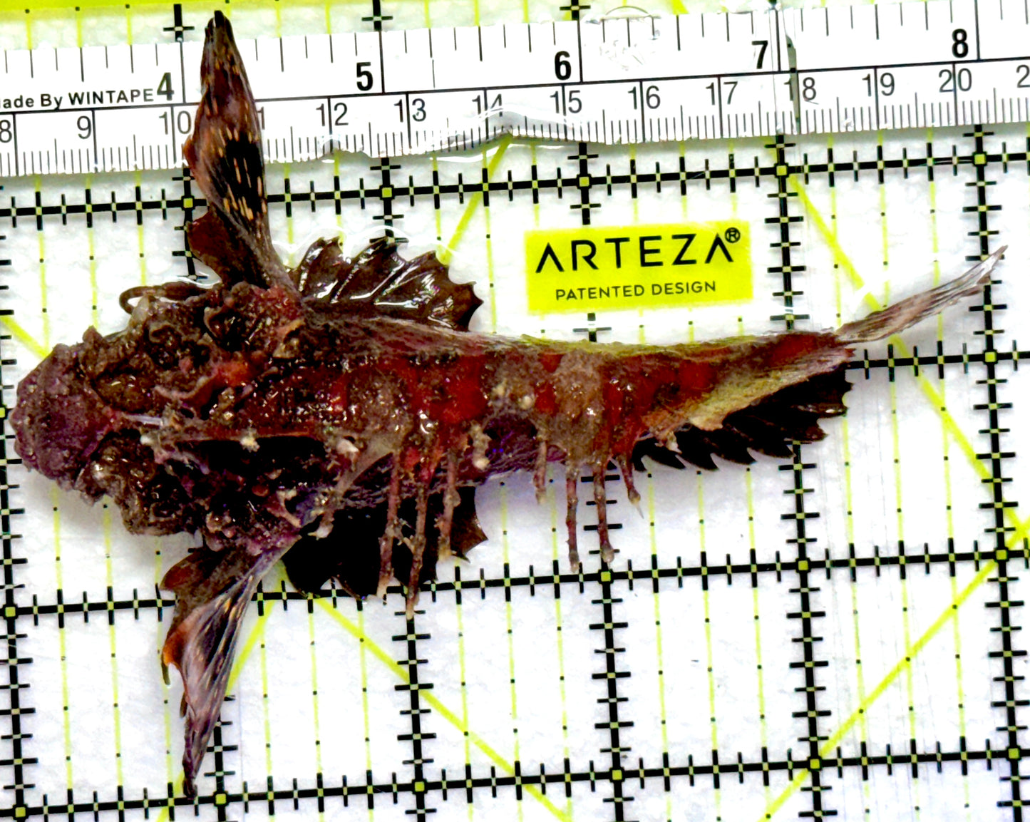 Red Rooster Pygmy Waspfish (Cockatoo Fish) RPW082801 WYSIWYG Size: 5"