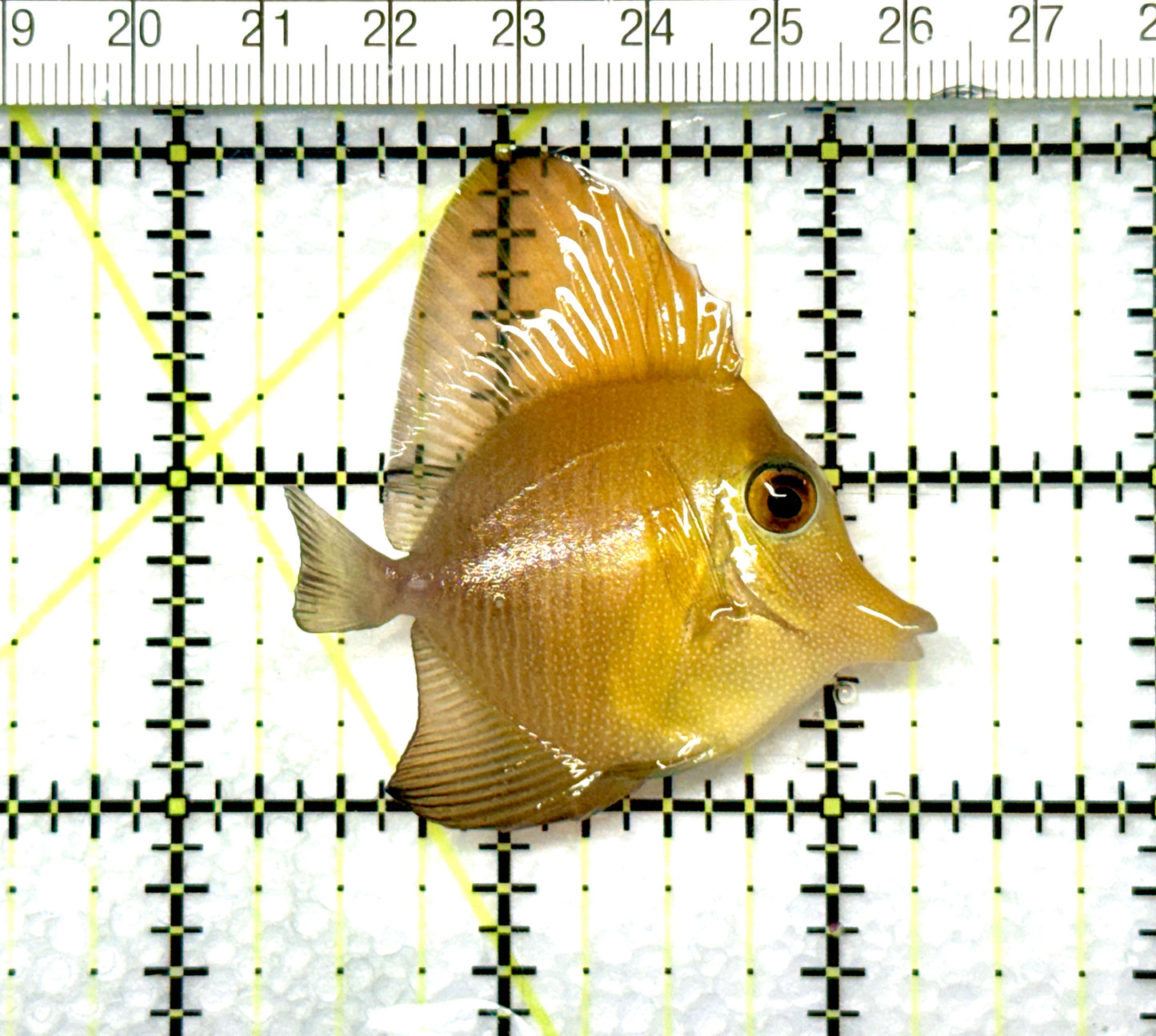 Rare Hybrid Yellow (Hawaiian Yellow Tang x Scopas Tang) Scopas Tang RHYST080901 WYSIWYG Size: M 2" approx