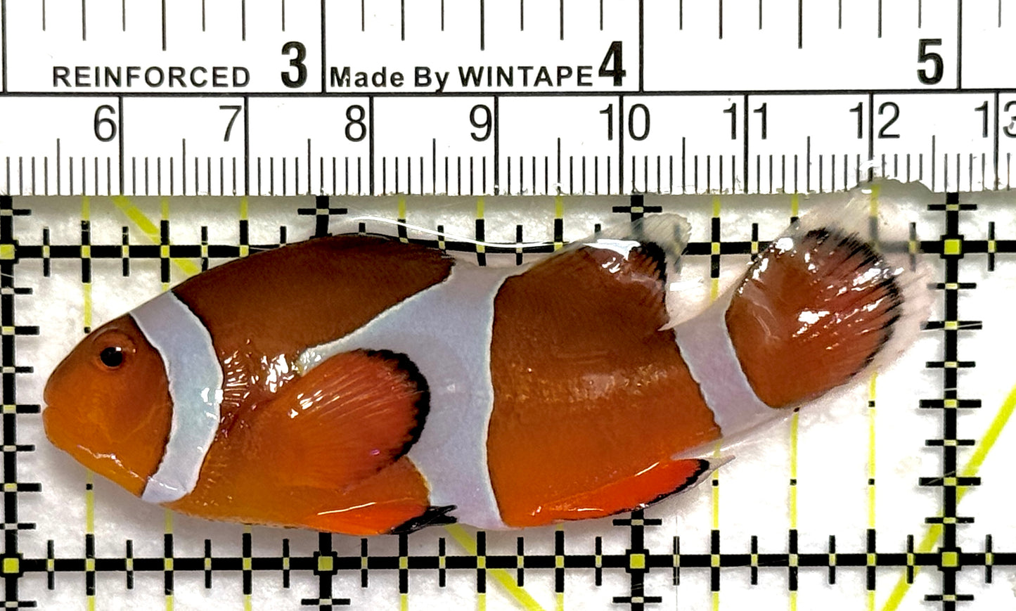 Ocellaris Clownfish OC082801 WYSIWYG Size: XL 3" approx