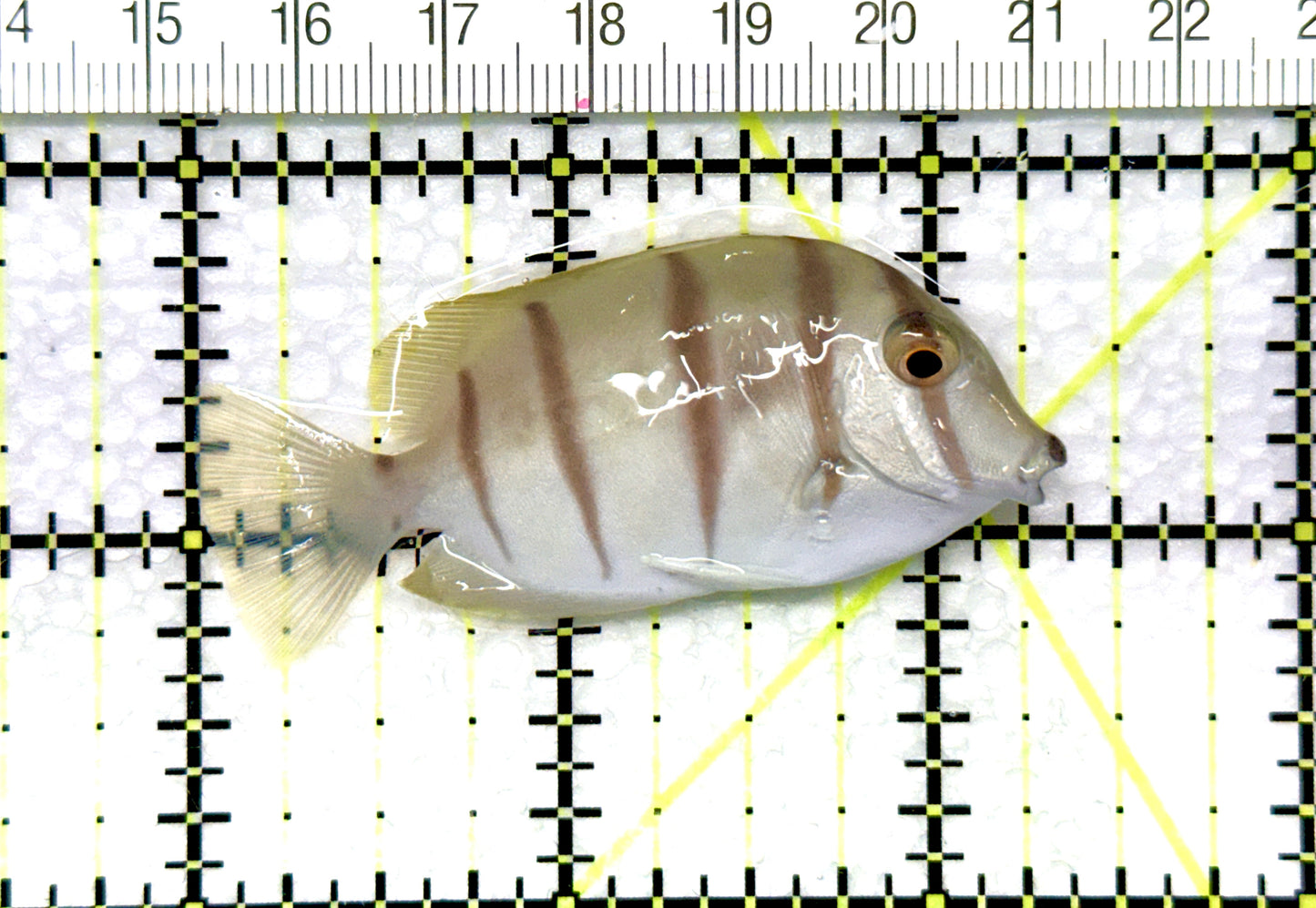 Convict Tang CT081001 WYSIWYG Size: M 2.25" approx