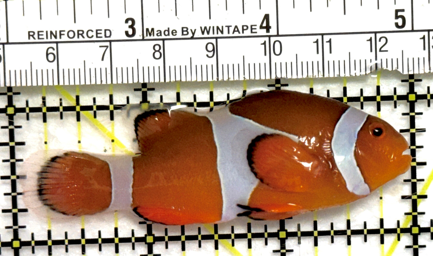 Ocellaris Clownfish OC082801 WYSIWYG Size: XL 3" approx