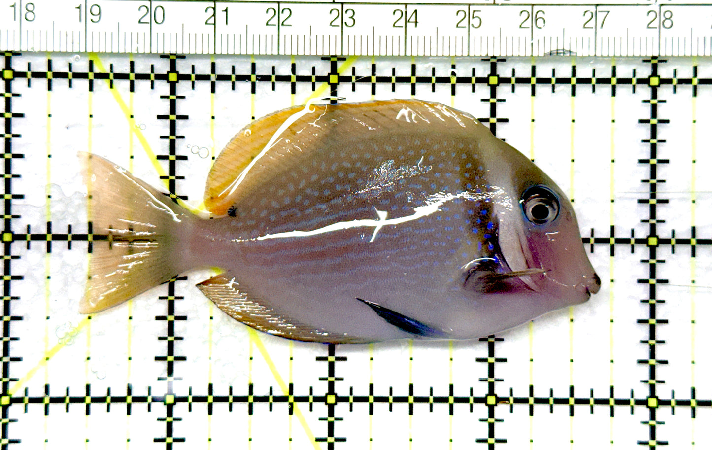 Rare Cebu Vibrant Whitebar Surgeonfish RCVWS081001 WYSIWYG Size: ML 3.25" approx