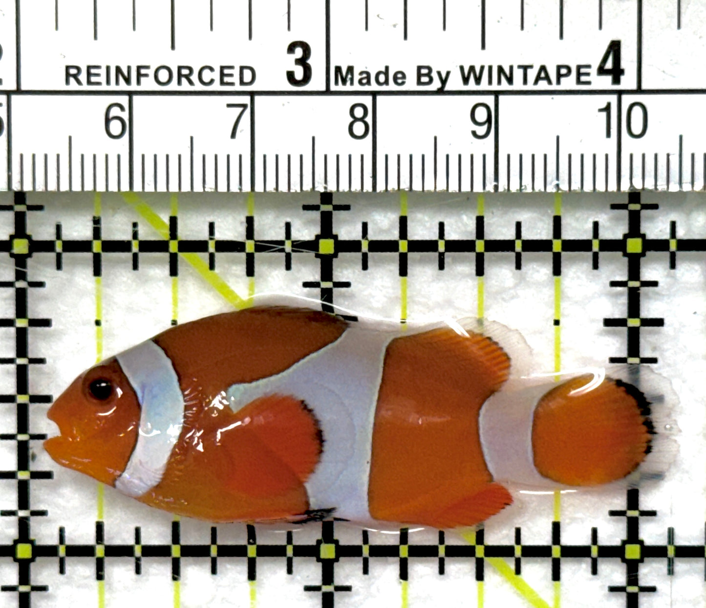Ocellaris Clownfish OC082802 WYSIWYG Size: M 2" approx