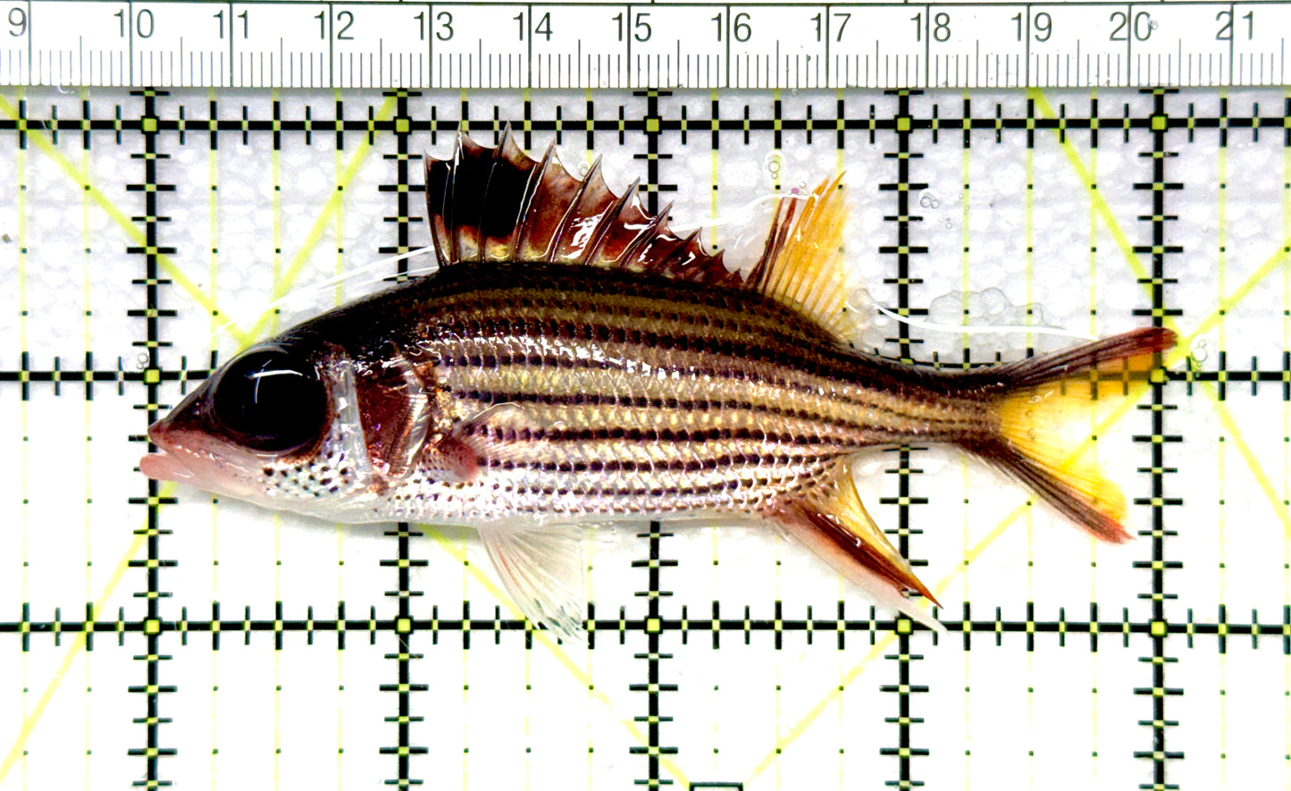 Striped Squirrelfish SS081001 WYSIWYG Size: ML 4" approx