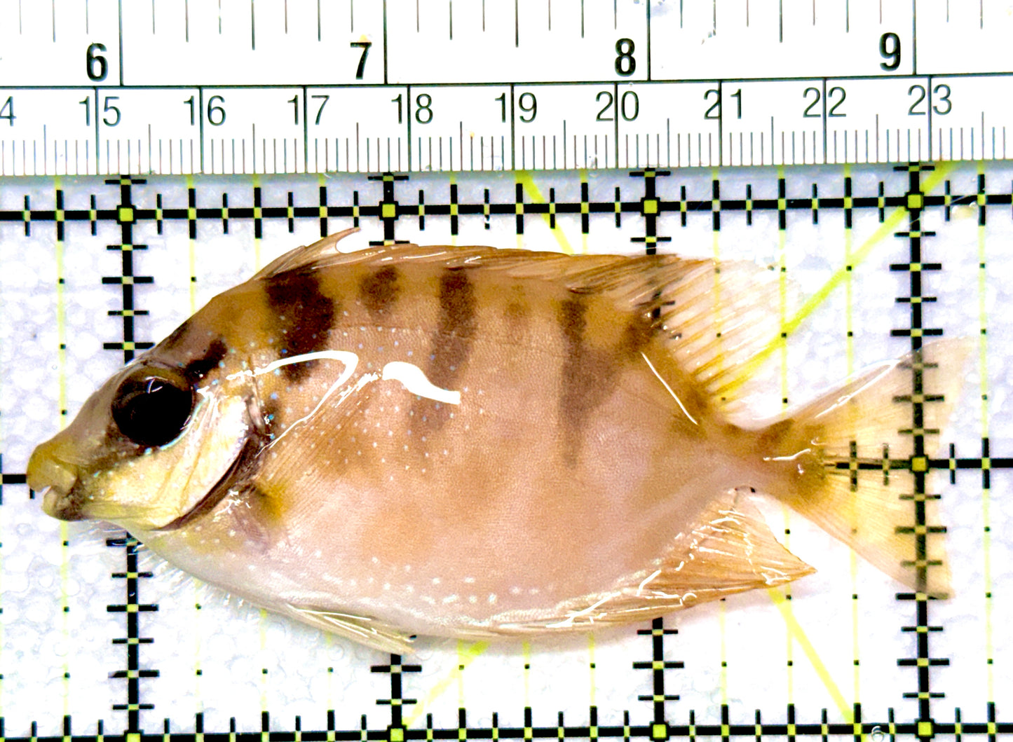 Golden Rabbitfish GR080901 WYSIWYG Size: M 3.5”