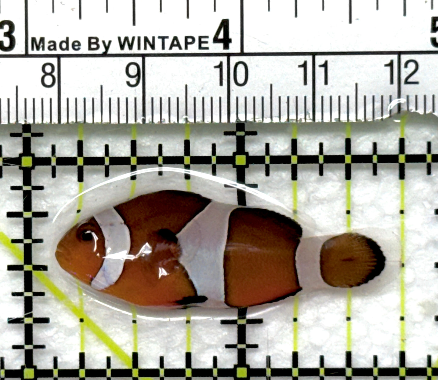 Ocellaris Clownfish OC082803 WYSIWYG Size: M 1.75" approx