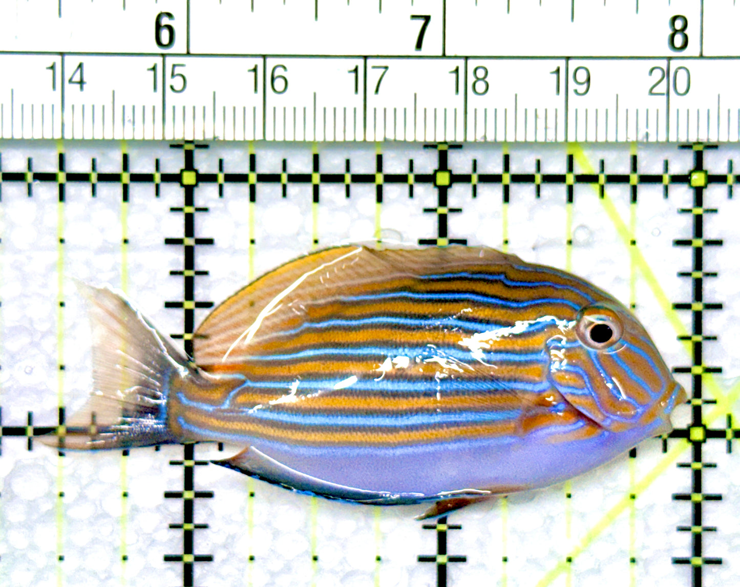 Clown Tang CT080901 WYSIWYG Size: S 2.5"