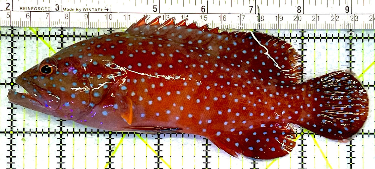 Miniatus Grouper MG062501 WYSIWYG Size: XL 7.5" approx