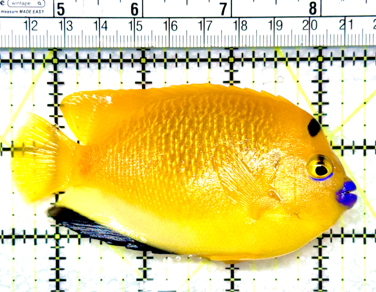 Flagfin Angelfish FA080901 WYSIWYG Size: M 4"