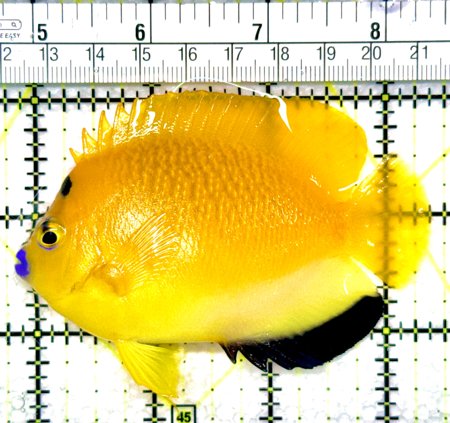 Flagfin Angelfish FA080902 WYSIWYG Size: M 3.5"