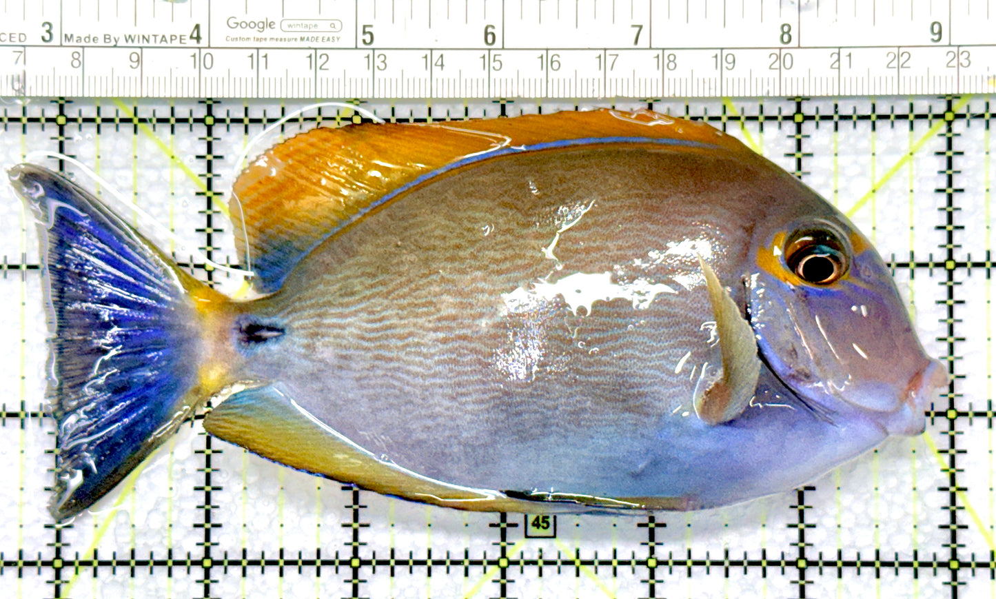 Dussumieri Tang Indonesia DT080901 WYSIWYG Size: SHOW 6.25"